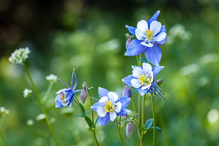 Breckenridge Wildflower Week Event
